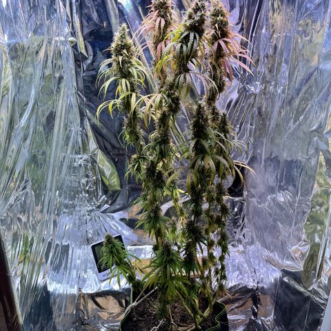 Preenseeds 2 geração  growlog timeline photo