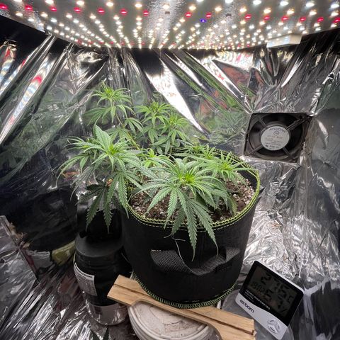 Preenseeds 2 geração  growlog timeline photo