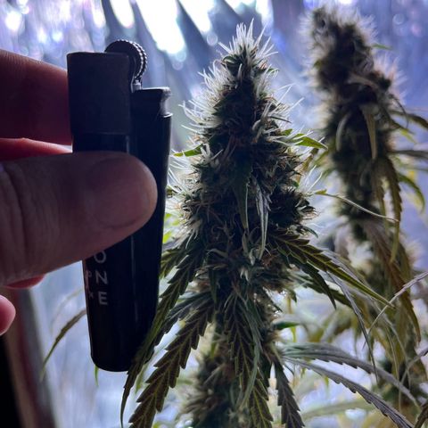 Preenseeds 2 geração  growlog timeline photo