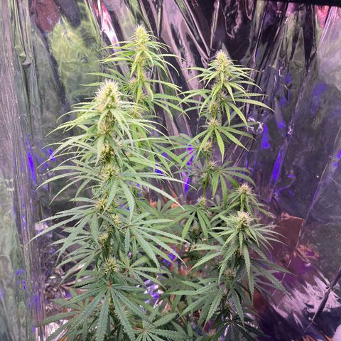 Preenseeds 2 geração  growlog timeline photo