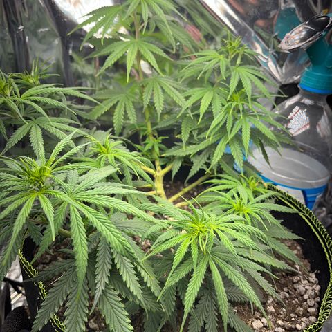 Preenseeds 2 geração  growlog timeline photo