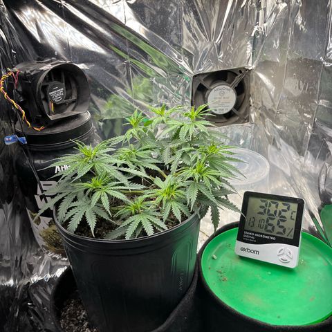 Preenseeds 2 geração  growlog timeline photo