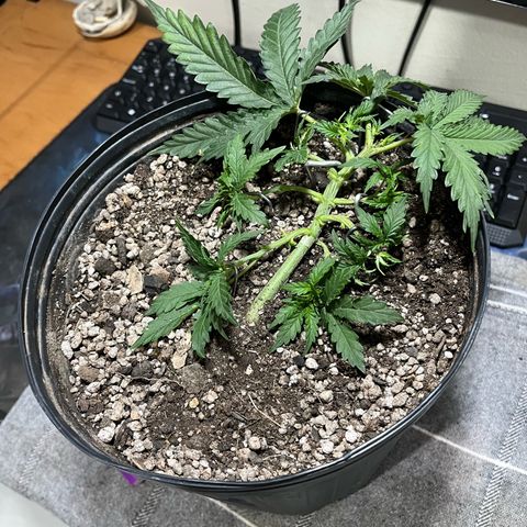 Preenseeds 2 geração  growlog timeline photo
