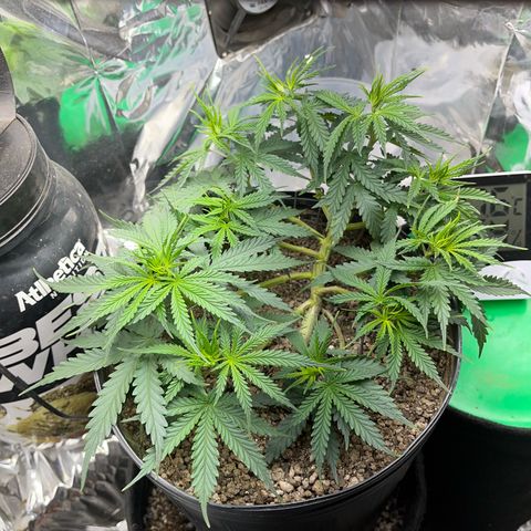 Preenseeds 2 geração  growlog timeline photo