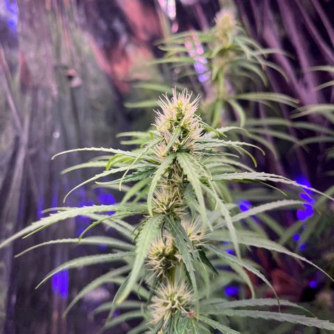 Preenseeds 2 geração  growlog timeline photo