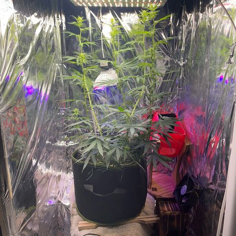 Preenseeds 2 geração  growlog timeline photo