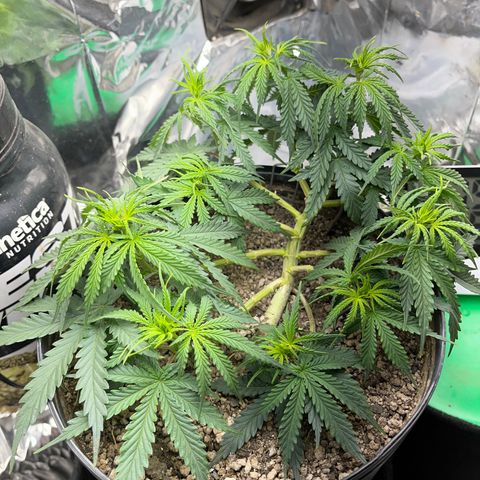 Preenseeds 2 geração  growlog timeline photo