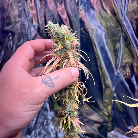 Preenseeds 2 geração  growlog timeline photo