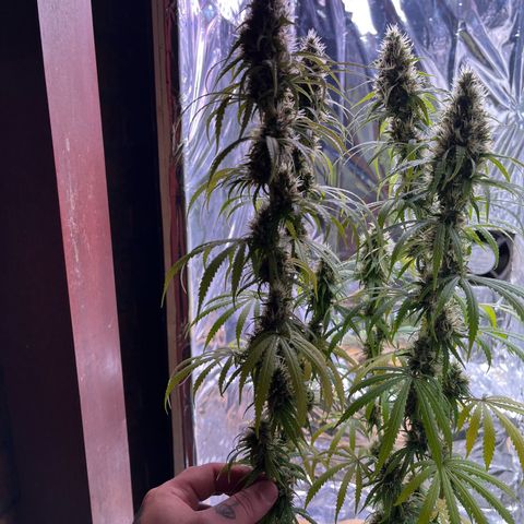 Preenseeds 2 geração  growlog timeline photo