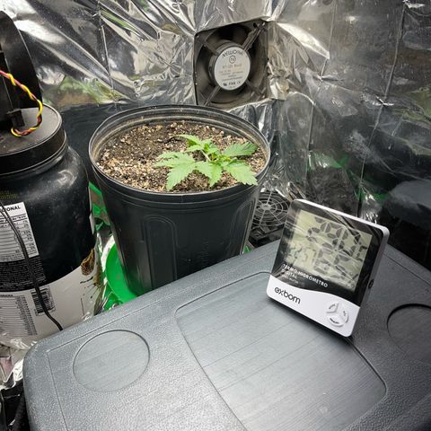 Preenseeds 2 geração  growlog timeline photo