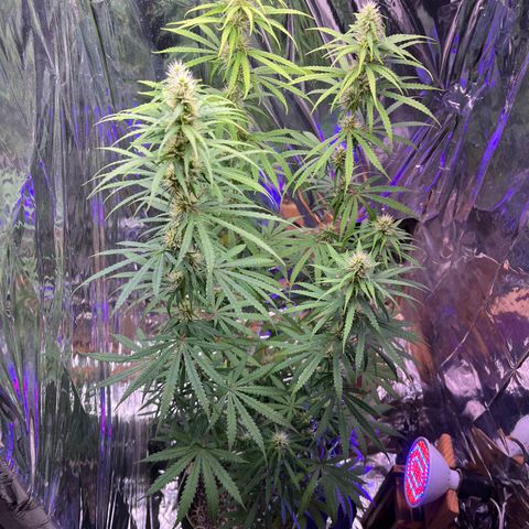 Preenseeds 2 geração  growlog timeline photo