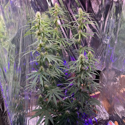 Preenseeds 2 geração  growlog timeline photo