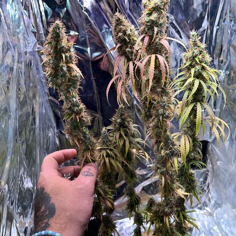 Preenseeds 2 geração  growlog timeline photo