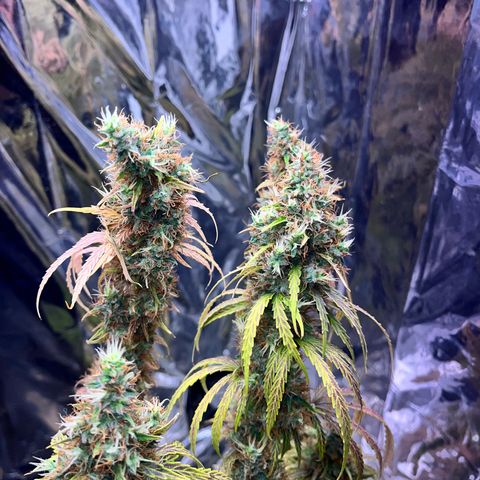 Preenseeds 2 geração  growlog timeline photo