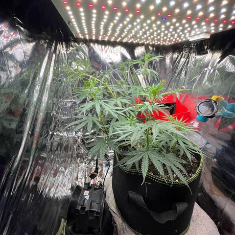 Preenseeds 2 geração  growlog timeline photo