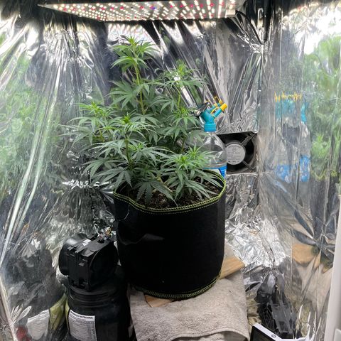 Preenseeds 2 geração  growlog timeline photo