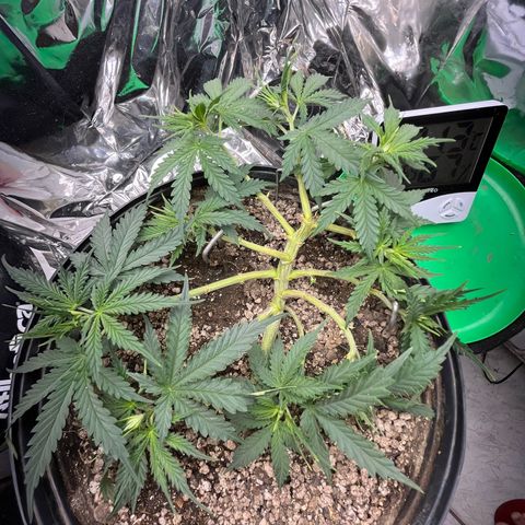 Preenseeds 2 geração  growlog timeline photo