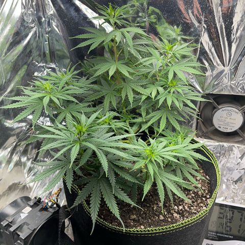 Preenseeds 2 geração  growlog timeline photo