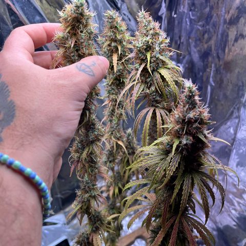 Preenseeds 2 geração  growlog timeline photo
