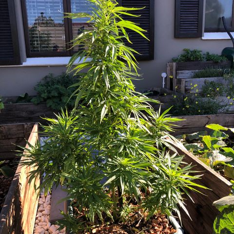 Cheese Feminized  growlog timeline photo