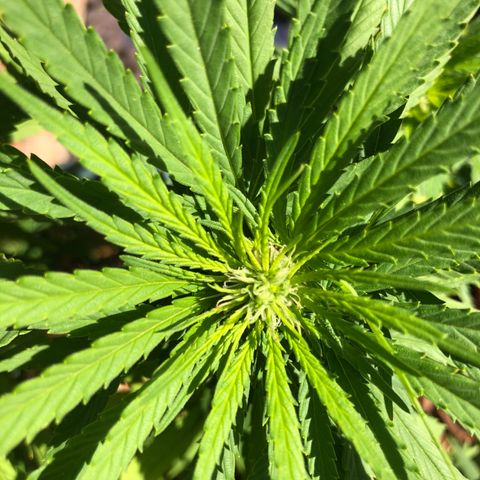 Cheese Feminized  growlog timeline photo