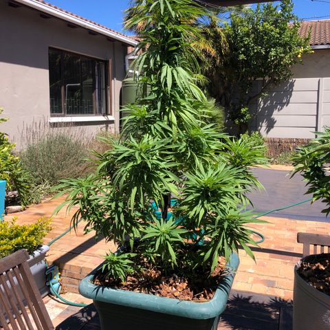 Cheese Feminized  growlog timeline photo