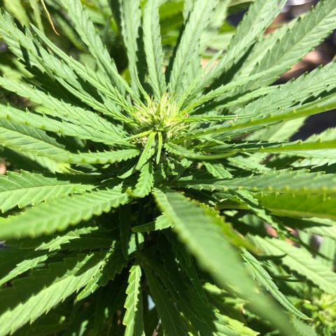 Cheese Feminized  growlog timeline photo