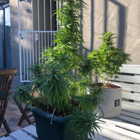 Cheese Feminized  growlog timeline photo