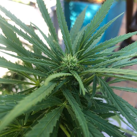 Cheese Feminized  growlog timeline photo
