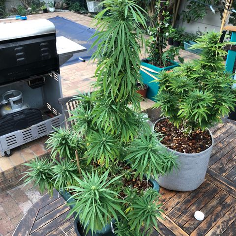 Cheese Feminized  growlog timeline photo