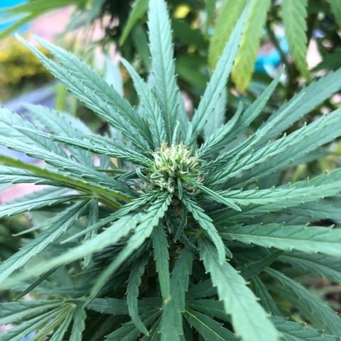 Cheese Feminized  growlog timeline photo