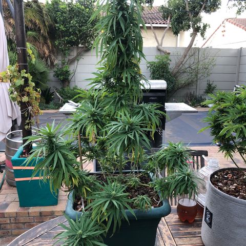 Cheese Feminized  growlog timeline photo