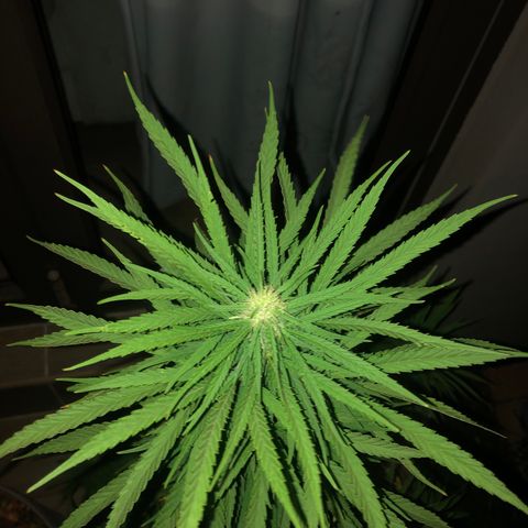 Cheese Feminized  growlog timeline photo