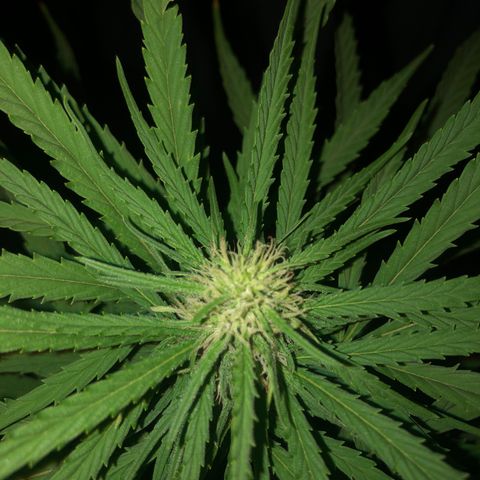 Cheese Feminized  growlog timeline photo