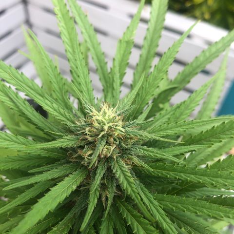 Cheese Feminized  growlog timeline photo