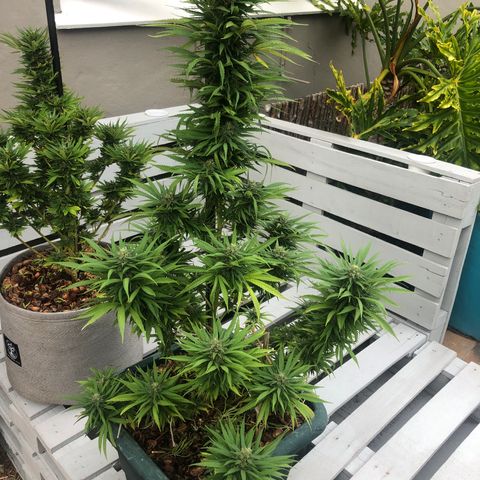 Cheese Feminized  growlog timeline photo