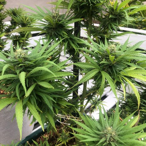 Cheese Feminized  growlog timeline photo