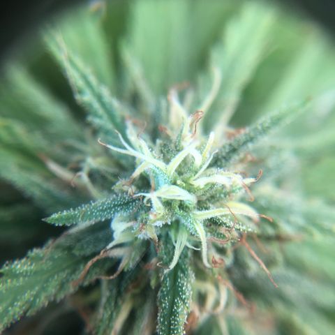 Cheese Feminized  growlog timeline photo