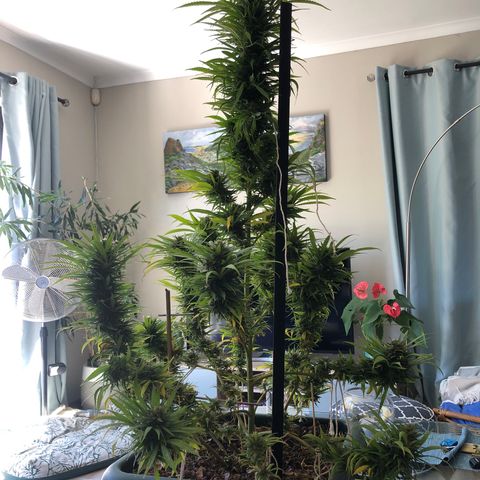 Cheese Feminized  growlog photo: Harvest day! 