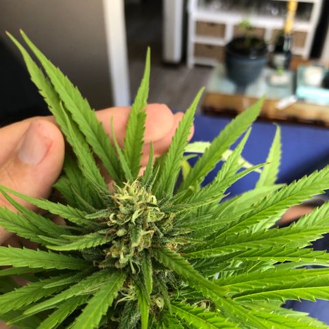 Cheese Feminized  growlog photo: Harvest day! 