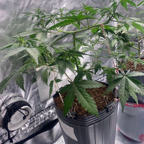 Green Crack Auto growlog timeline photo
