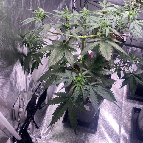 Green Crack Auto growlog timeline photo