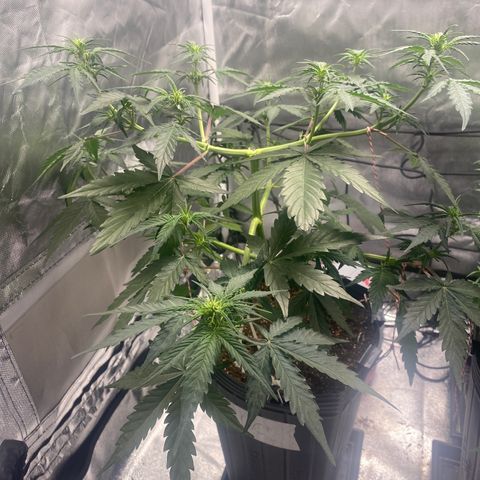 Green Crack Auto growlog timeline photo