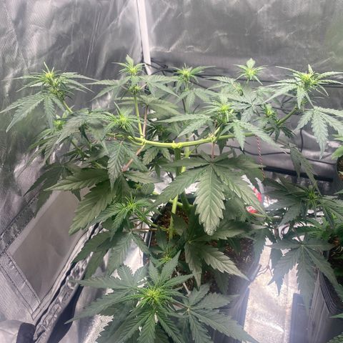 Green Crack Auto growlog timeline photo