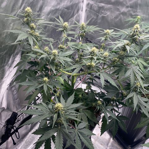 Green Crack Auto growlog timeline photo