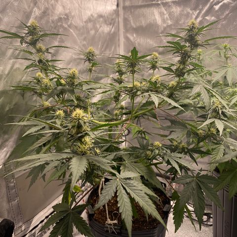 Green Crack Auto growlog timeline photo