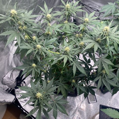 Green Crack Auto growlog timeline photo