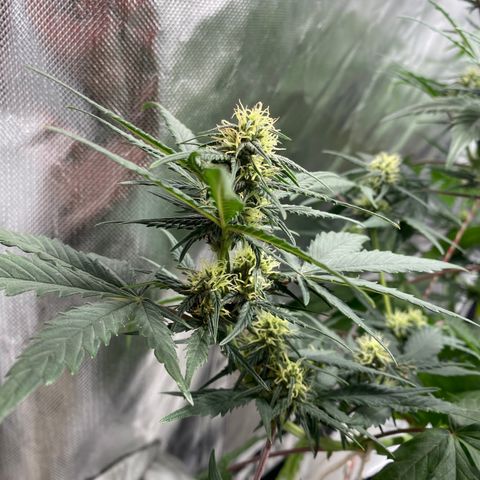 Green Crack Auto growlog timeline photo