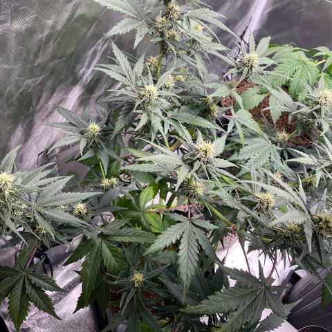Green Crack Auto growlog timeline photo