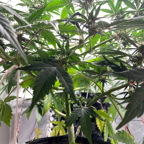Green Crack Auto growlog timeline photo